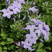 Creeping Phlox Seeds - Flower Plant