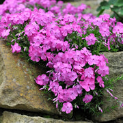 Creeping Phlox Seeds - All In One For Home Gardens