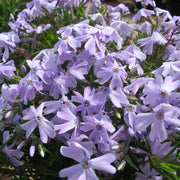 Creeping Phlox Seeds - All In One For Home Gardens