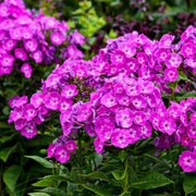 Creeping Phlox Seeds - Flower Plant