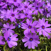 Creeping Phlox Seeds - Flower Plant