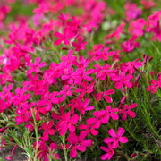 Creeping Phlox Seeds - All In One For Home Gardens