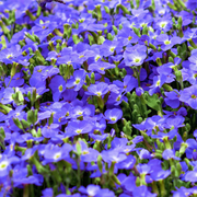 Ground Cover Creeping Speedwell Seeds
