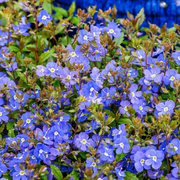 Ground Cover Creeping Speedwell Seeds