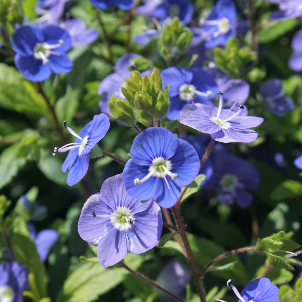 Ground Cover Creeping Speedwell Seeds