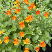 Orange Creeping Thyme Seeds