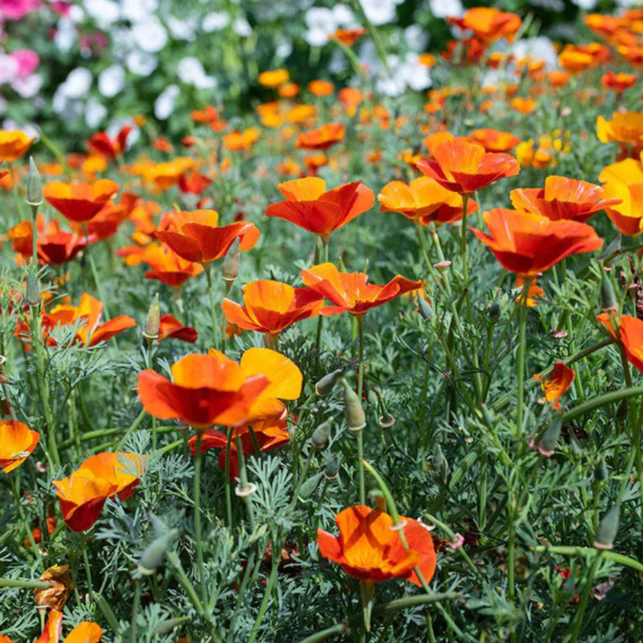 Orange Creeping Thyme Seeds