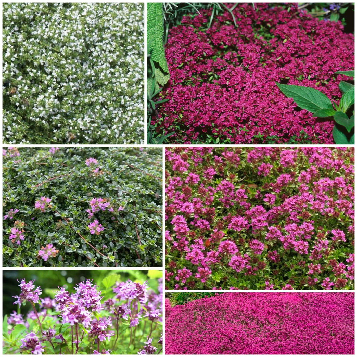 Creeping Thyme Seeds - All In One For Home Gardens