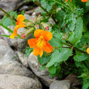 Orange Creeping Thyme Seeds