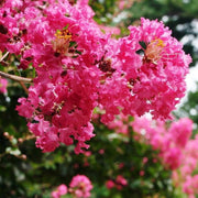 Ornamental Crepe Myrtle Seeds