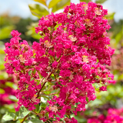 Ornamental Crepe Myrtle Seeds