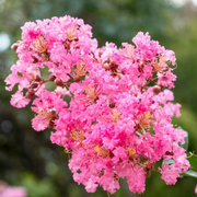 Pink Crepe Myrtle Seeds