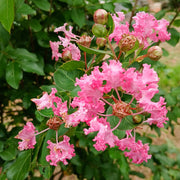 Pink Crepe Myrtle Seeds