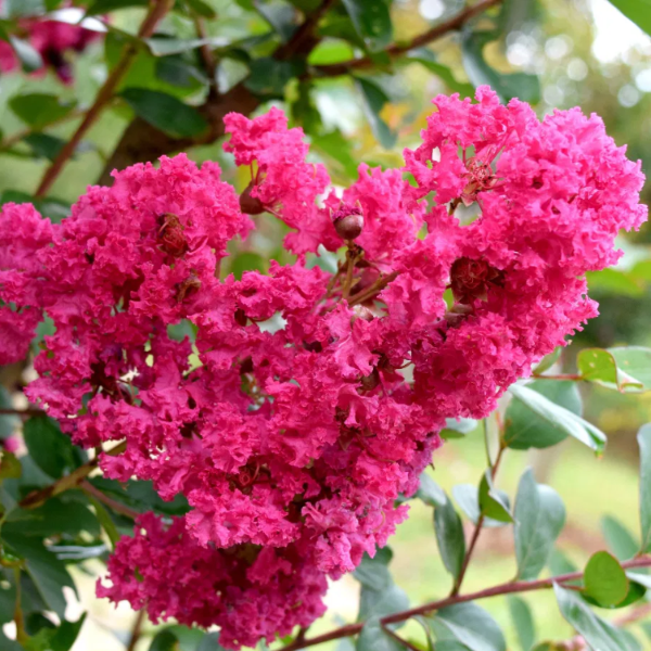 Ornamental Crepe Myrtle Seeds