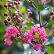 Pink Crepe Myrtle Seeds