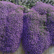 Purple Cress Seeds, Herbal