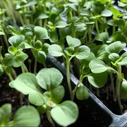 Cress Seeds - All In One For Home Gardens