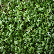 Cress Seeds - All In One For Home Gardens