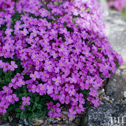 Flowering Compact Cress Seeds, Herbal