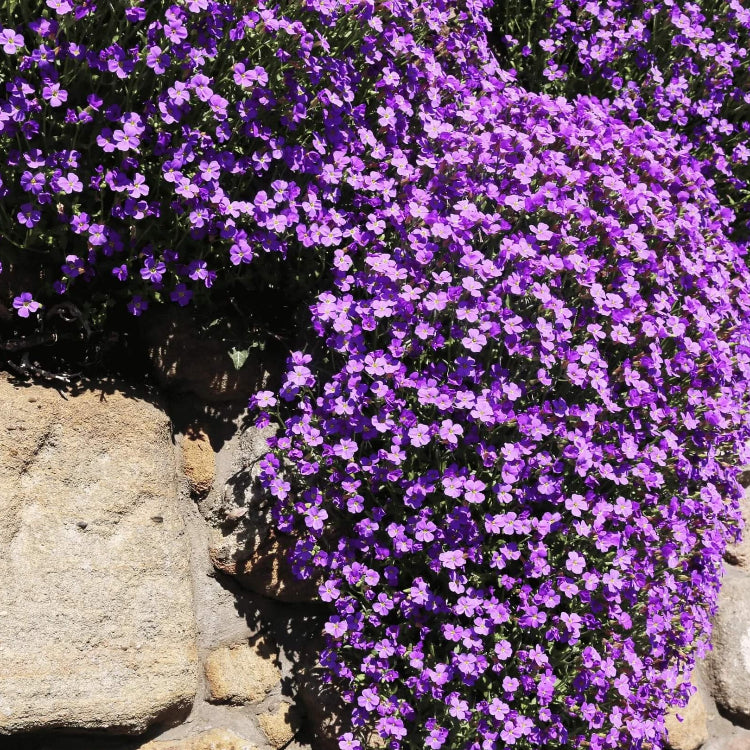 Purple Cress Seeds, Herbal