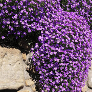 Purple Cress Seeds, Herbal