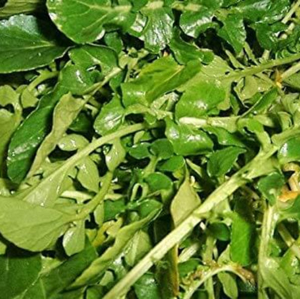 Wrinkled Crinkled Cress Seeds, Herbal