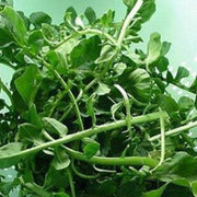 Wrinkled Crinkled Cress Seeds, Herbal