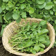 Wrinkled Crinkled Cress Seeds, Herbal