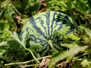 Watermelon Seeds – Citrullus lanatus