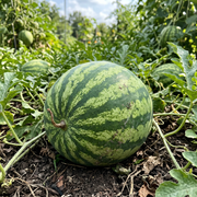 Watermelon Seeds – Citrullus lanatus