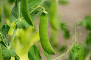 Sugar Snap Pea Seeds – Pisum sativum var. macrocarpon