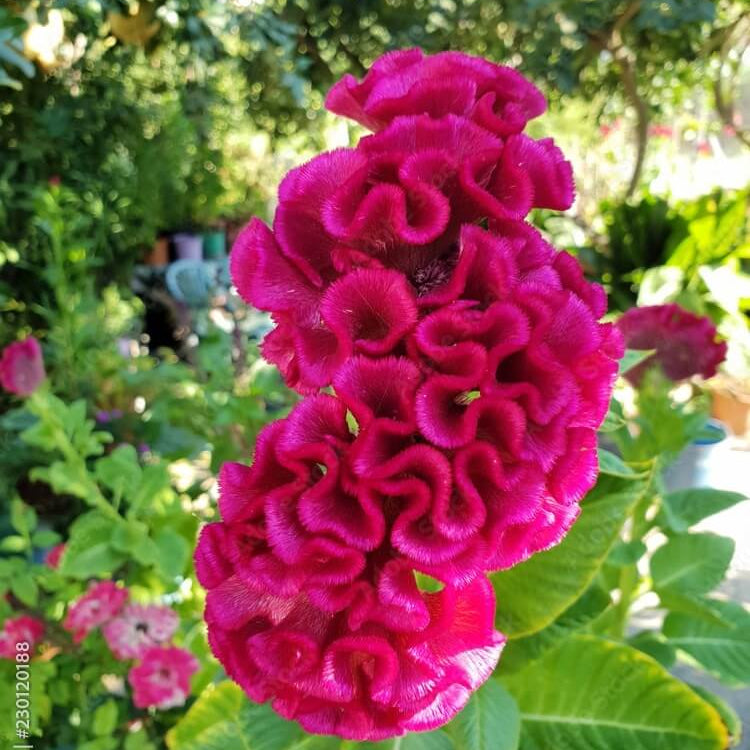 Vibrant Blooms Cristata Seeds