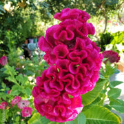 Vibrant Blooms Cristata Seeds