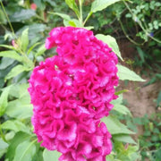 Vibrant Blooms Cristata Seeds