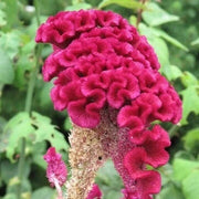 Vibrant Blooms Cristata Seeds
