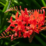 Lucifer Crocosmia Seeds