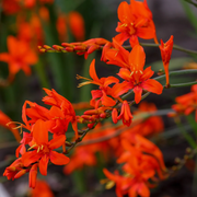 Lucifer Crocosmia Seeds