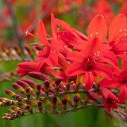 Lucifer Crocosmia Seeds