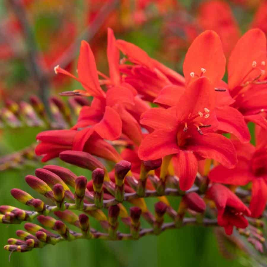 Lucifer Crocosmia Seeds