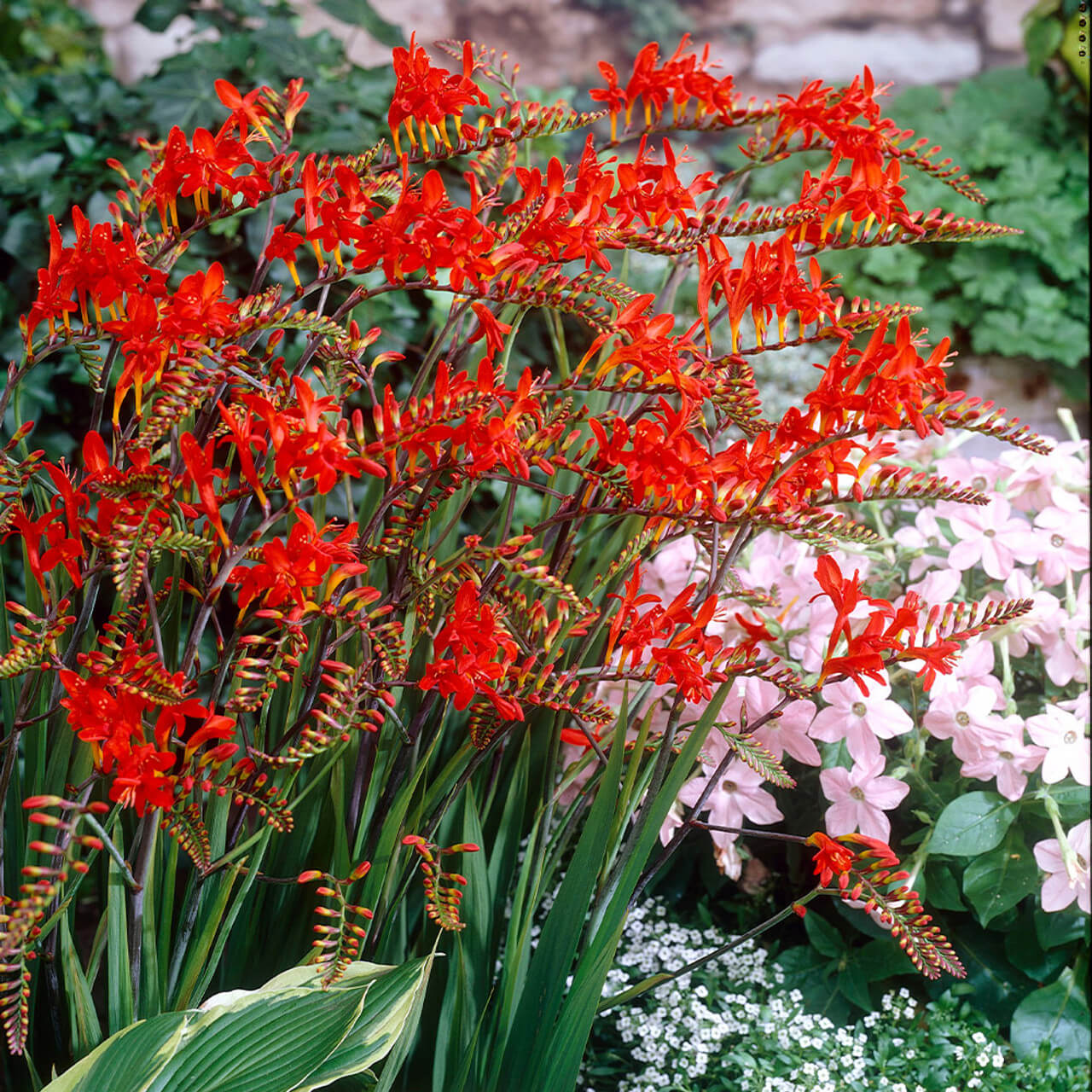Wildflower Crocosmia Seeds