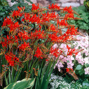 Wildflower Crocosmia Seeds
