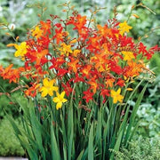 Wildflower Crocosmia Seeds
