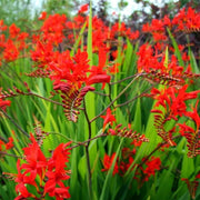 Wildflower Crocosmia Seeds