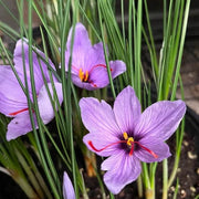 Crocus Sativus Seeds - Flower Plant