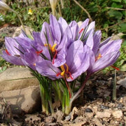 Crocus Sativus Seeds - Flower Plant