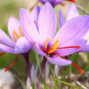 Crocus Sativus Seeds - Flower Plant