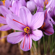 Crocus Sativus Seeds - Flower Plant
