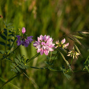 Violet Crown Vetch Seeds