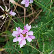Violet Crown Vetch Seeds
