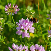 Violet Crown Vetch Seeds